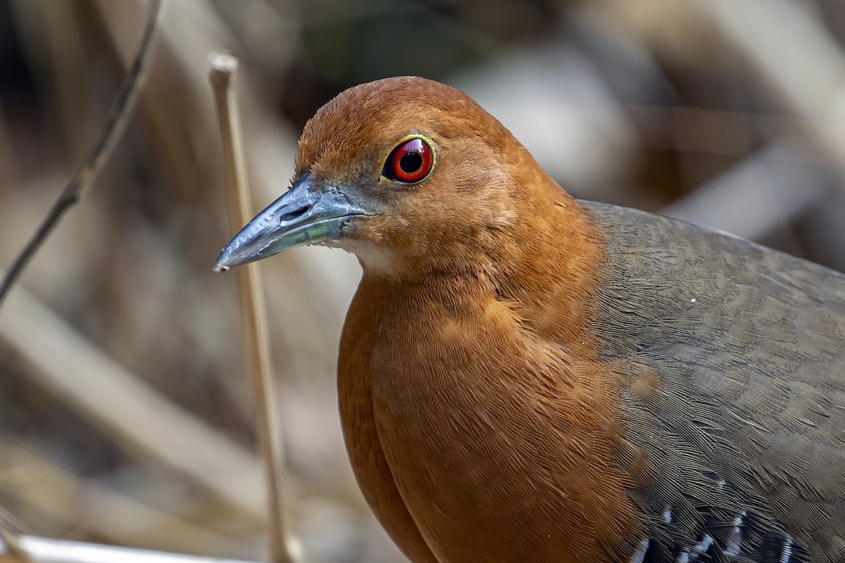 Slaty-legged Crake - ML617450671