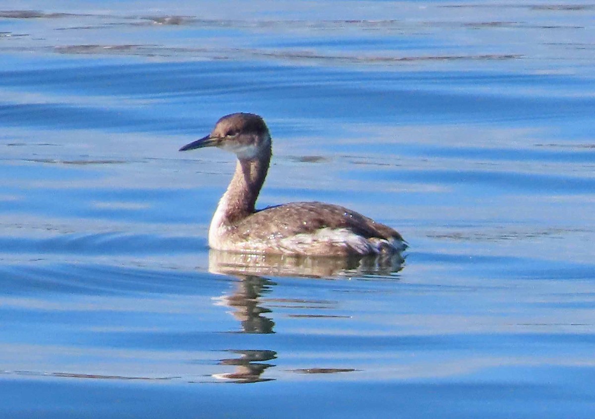 Red-necked Grebe - ML617450694