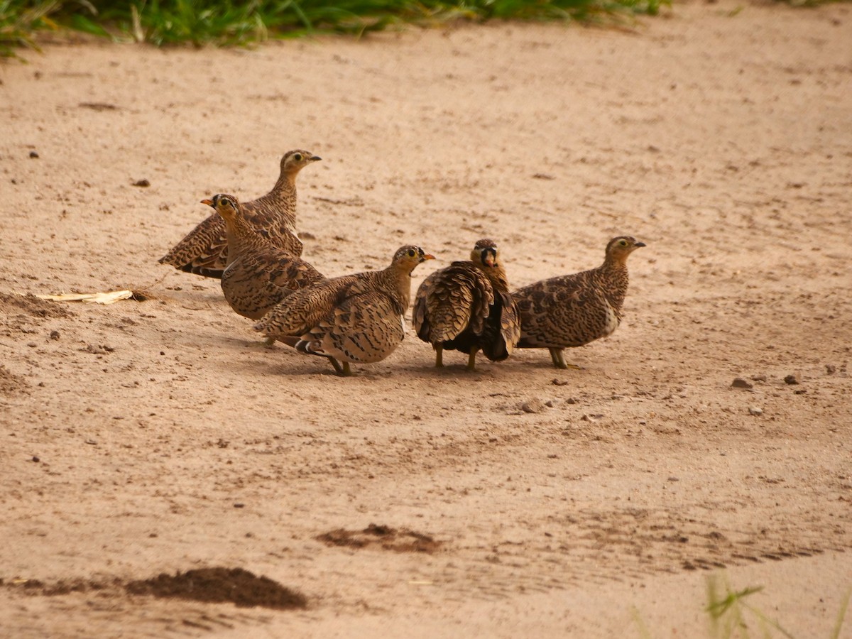 Black-faced Sandgrouse - ML617450727