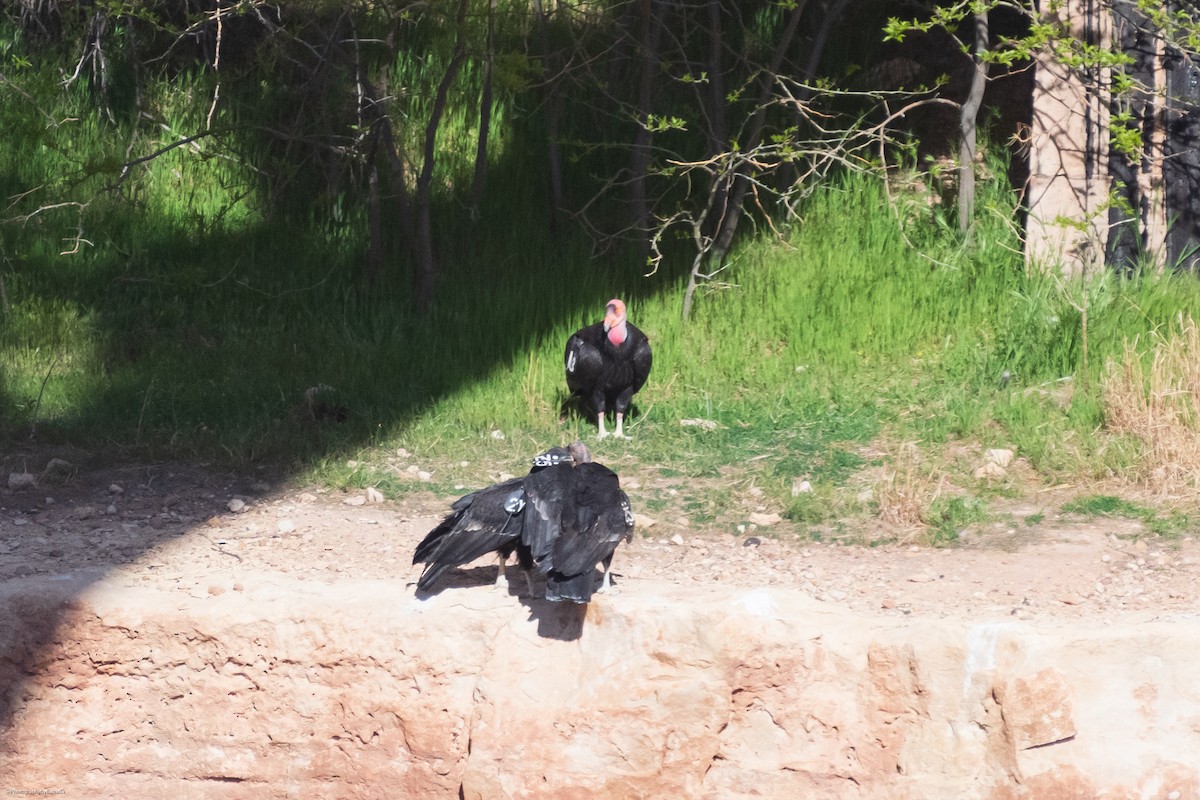 California Condor - ML617450742