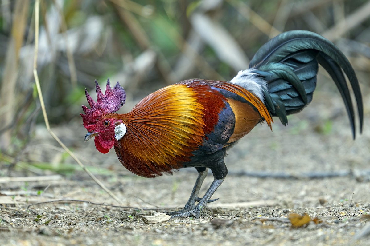 Red Junglefowl - ML617450749