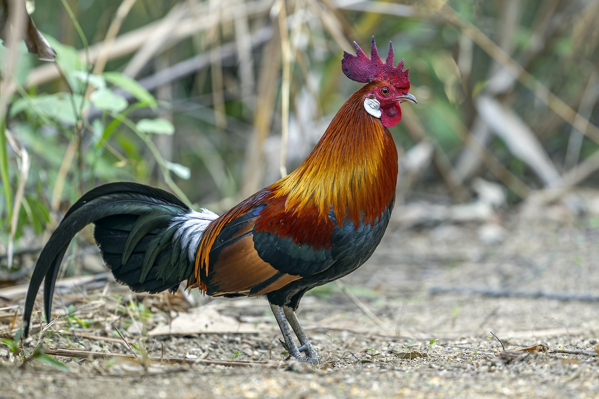 Red Junglefowl - Su Li