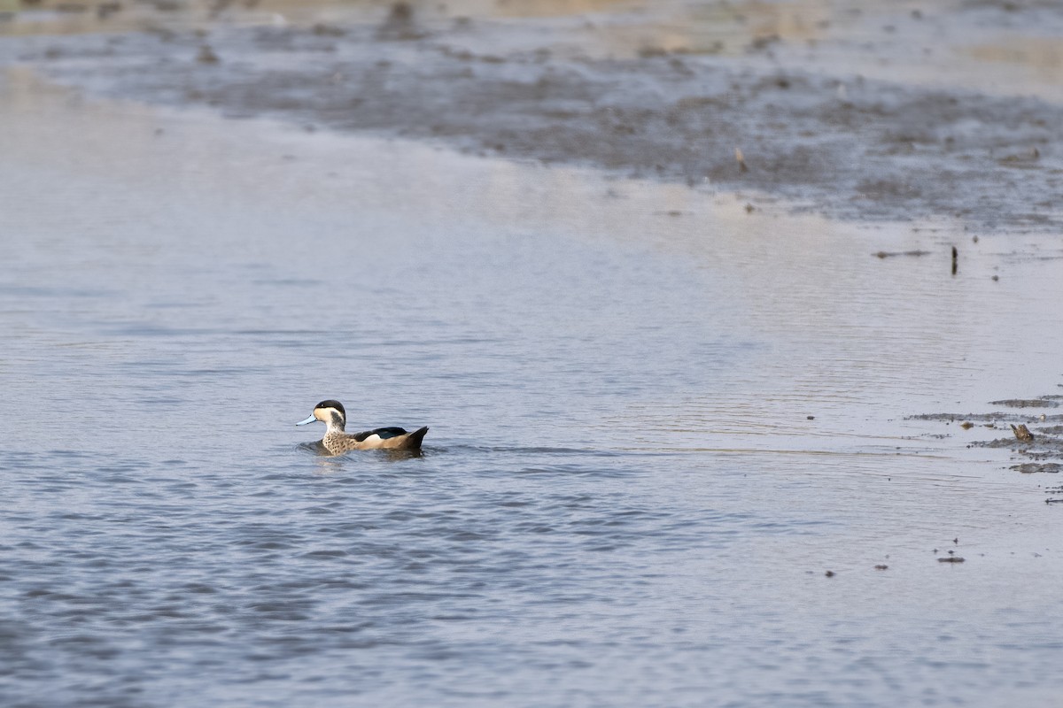 Blue-billed Teal - ML617450767