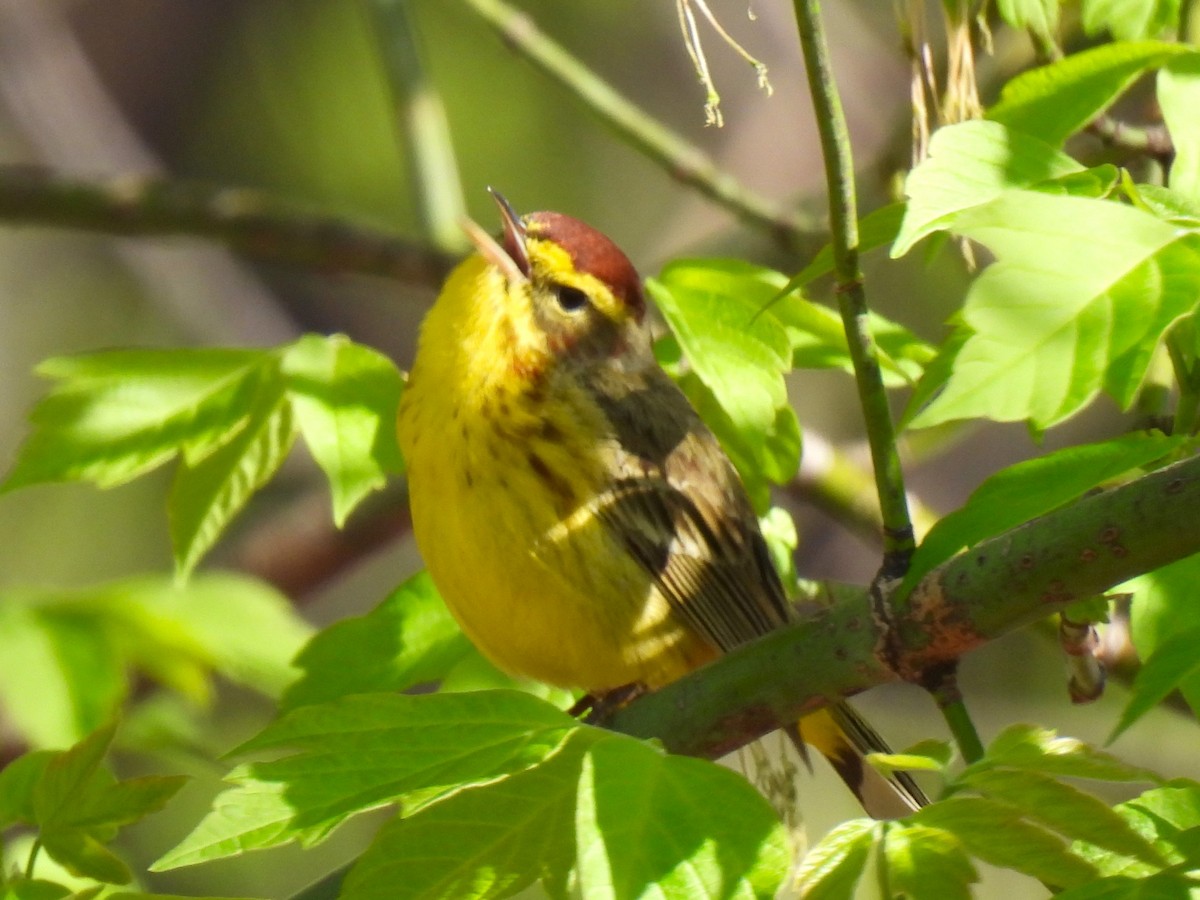 Palm Warbler - ML617450774