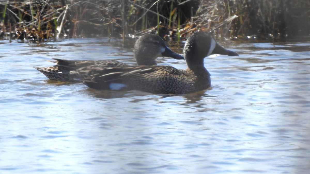 Blue-winged Teal - ML617450795