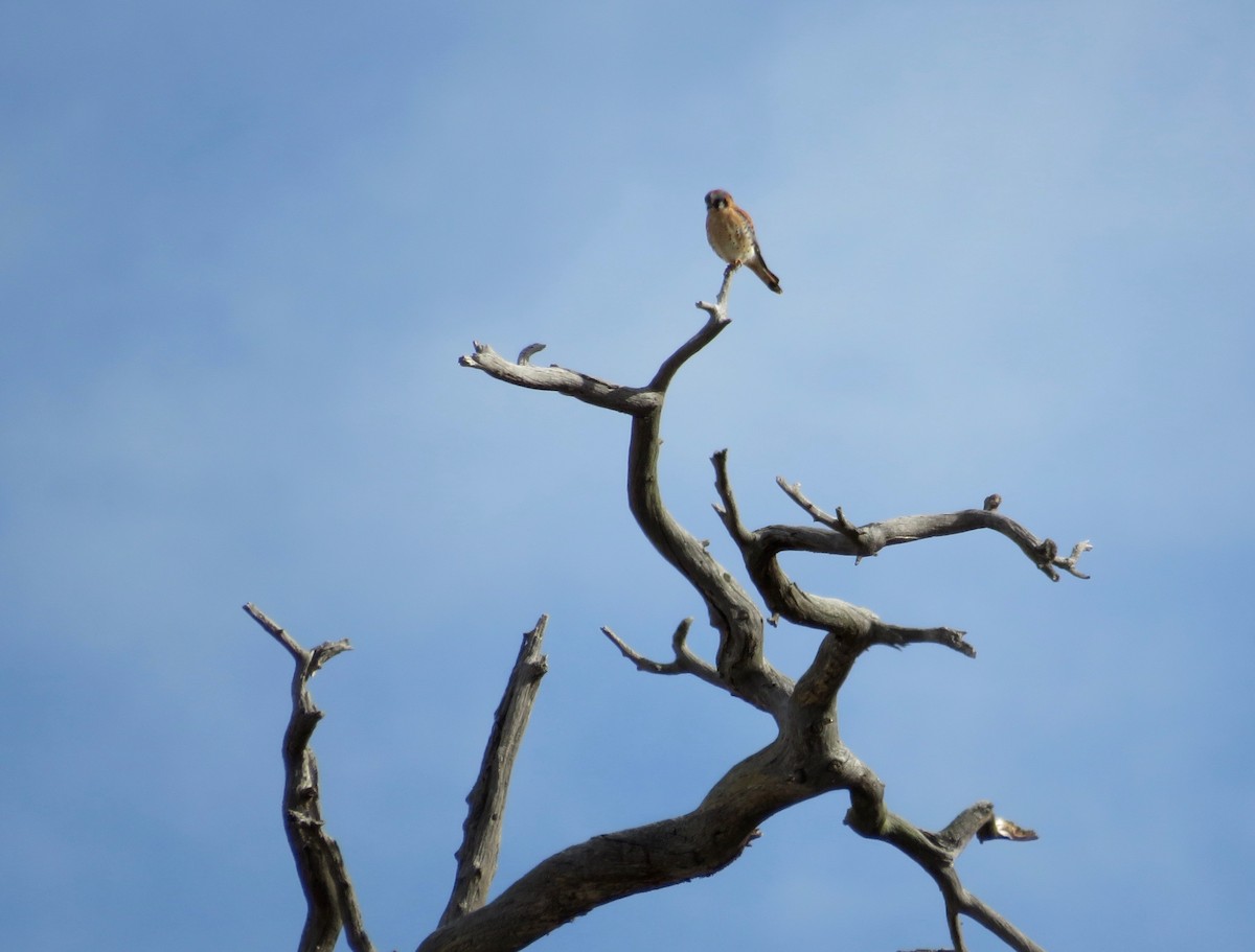 American Kestrel - ML617450800