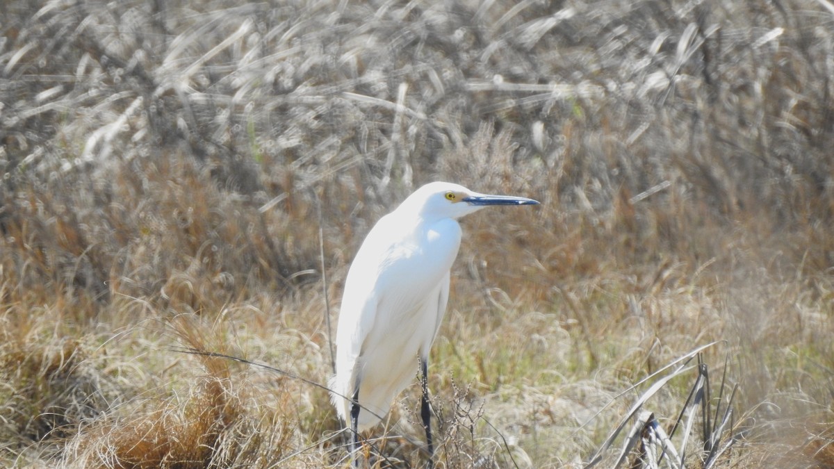 Snowy Egret - ML617450812