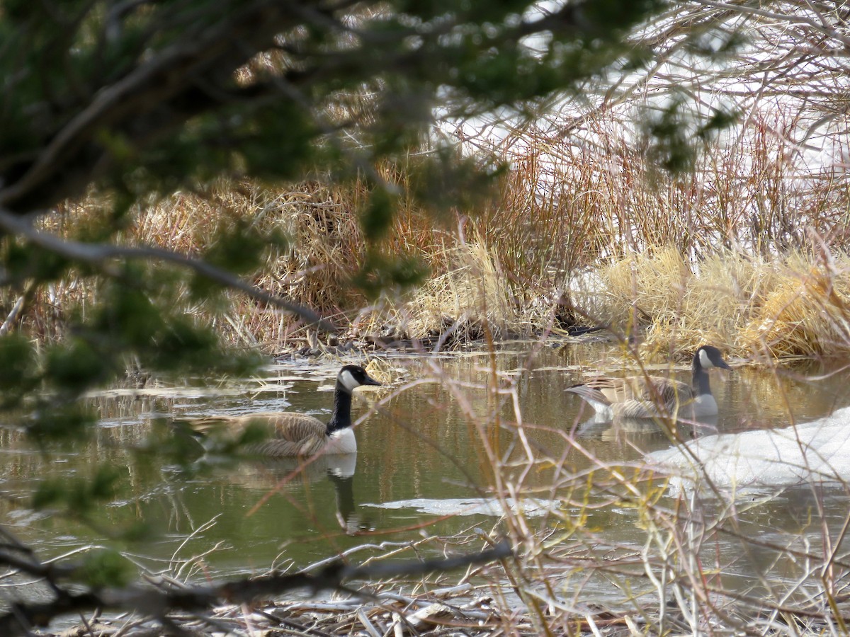 Canada Goose - ML617450821