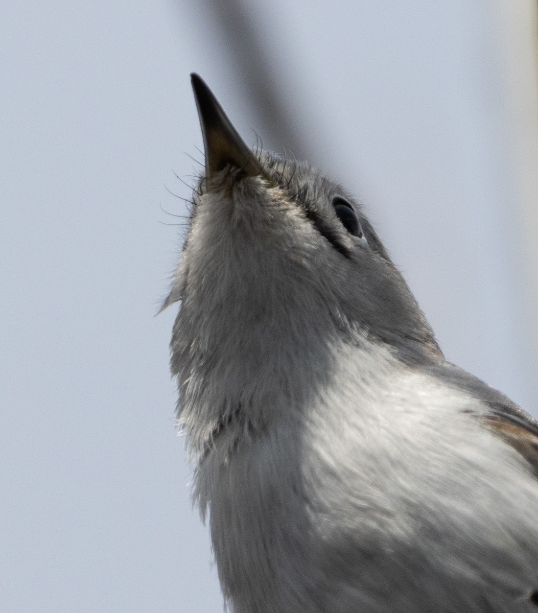 Blue-gray Gnatcatcher - ML617450825