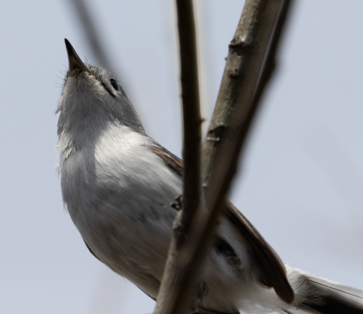 Blue-gray Gnatcatcher - ML617450827