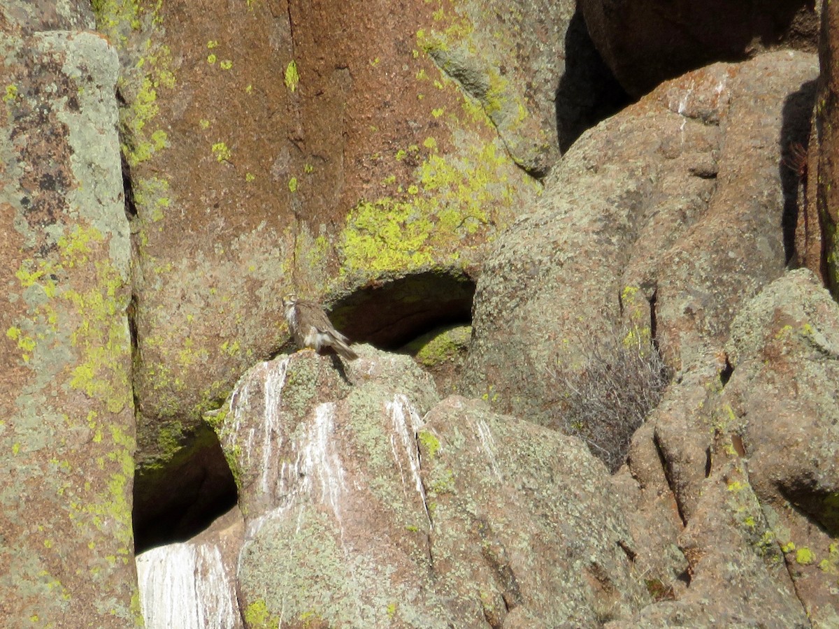 Prairie Falcon - ML617450831