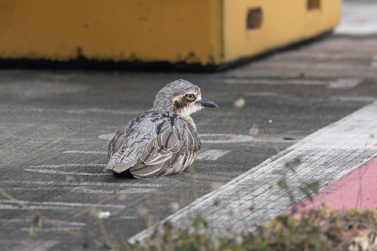 Bush Thick-knee - ML617450833