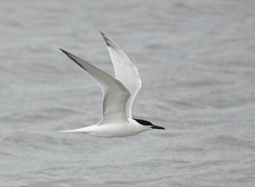 Sandwich Tern - ML617450846