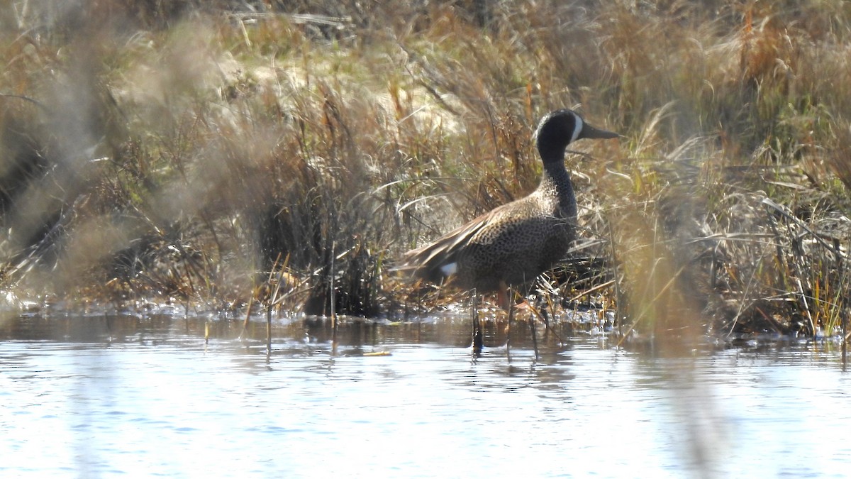 Blue-winged Teal - ML617450848