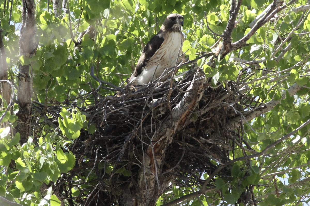 Red-tailed Hawk - Andrew Theus