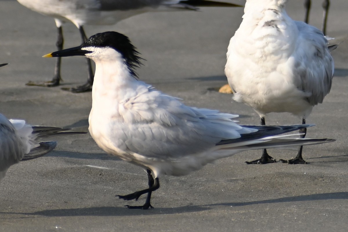 Sandwich Tern - Francois Cloutier