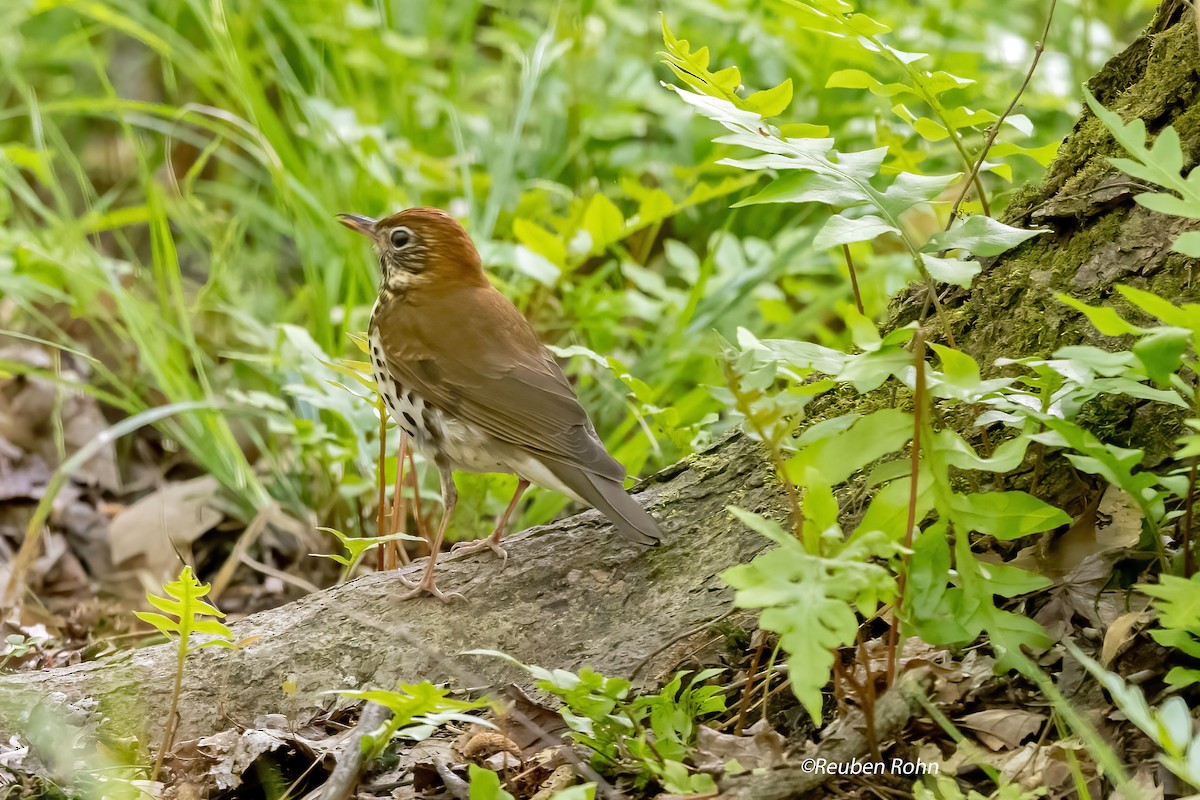 Wood Thrush - ML617450932