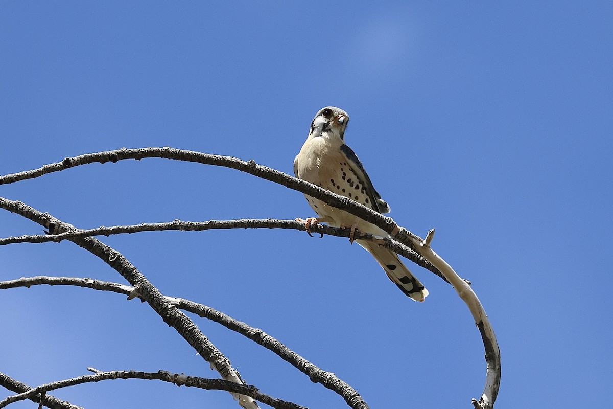 American Kestrel - ML617450935