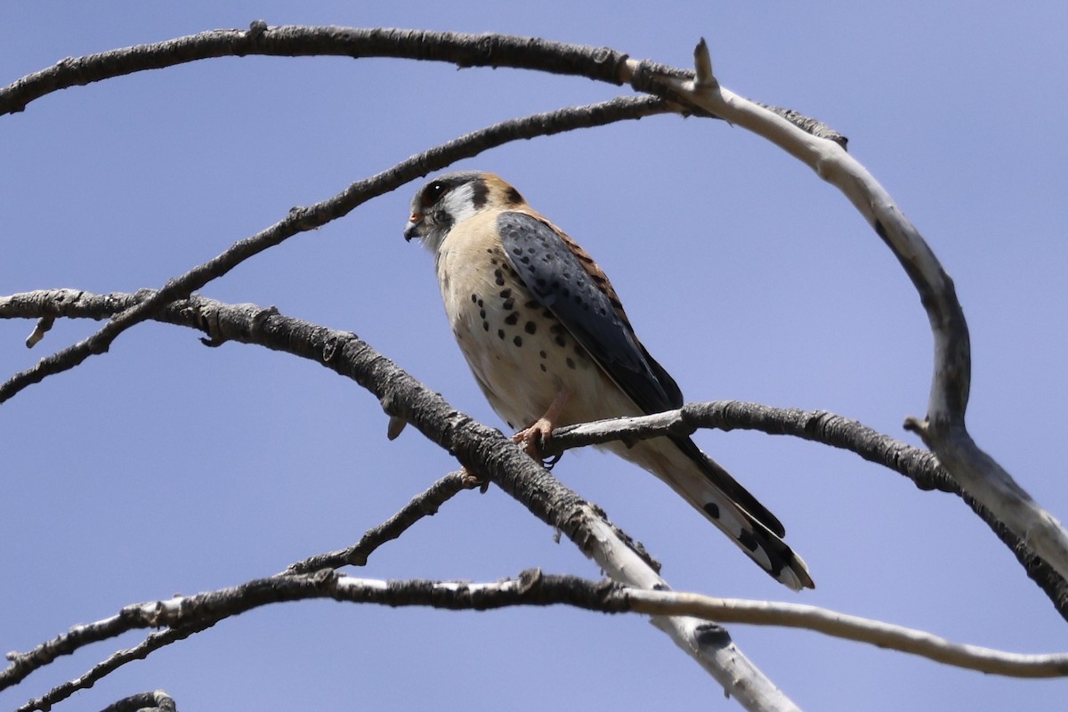 American Kestrel - Joanne Morrissey