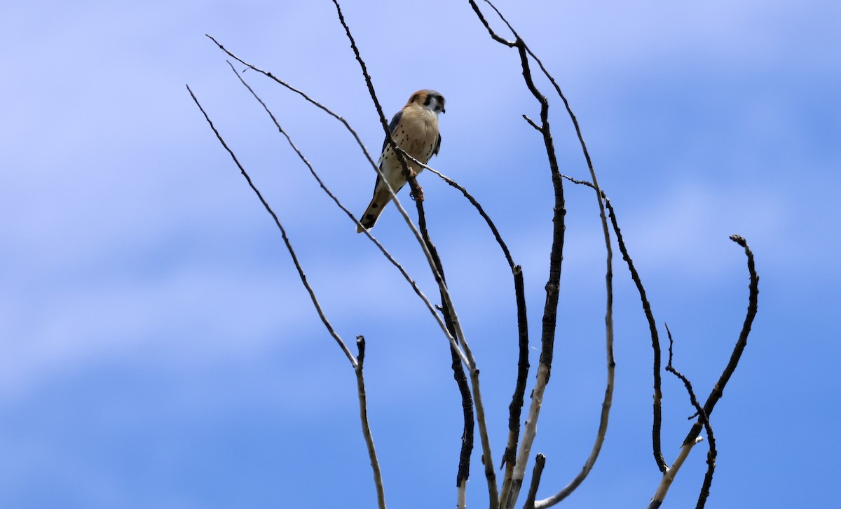 American Kestrel - Joanne Morrissey