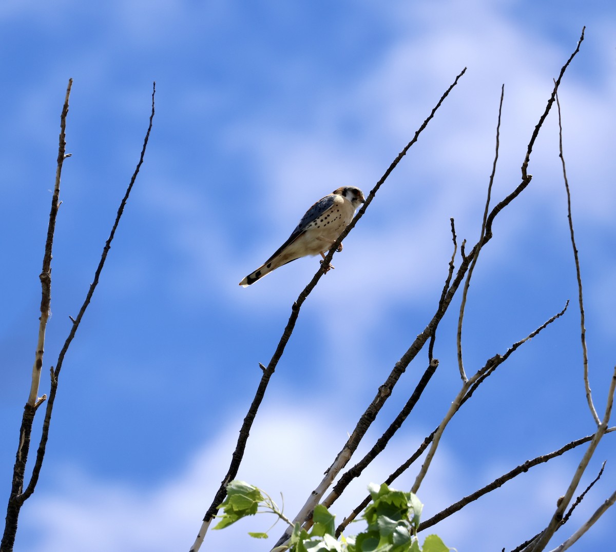 American Kestrel - ML617450938