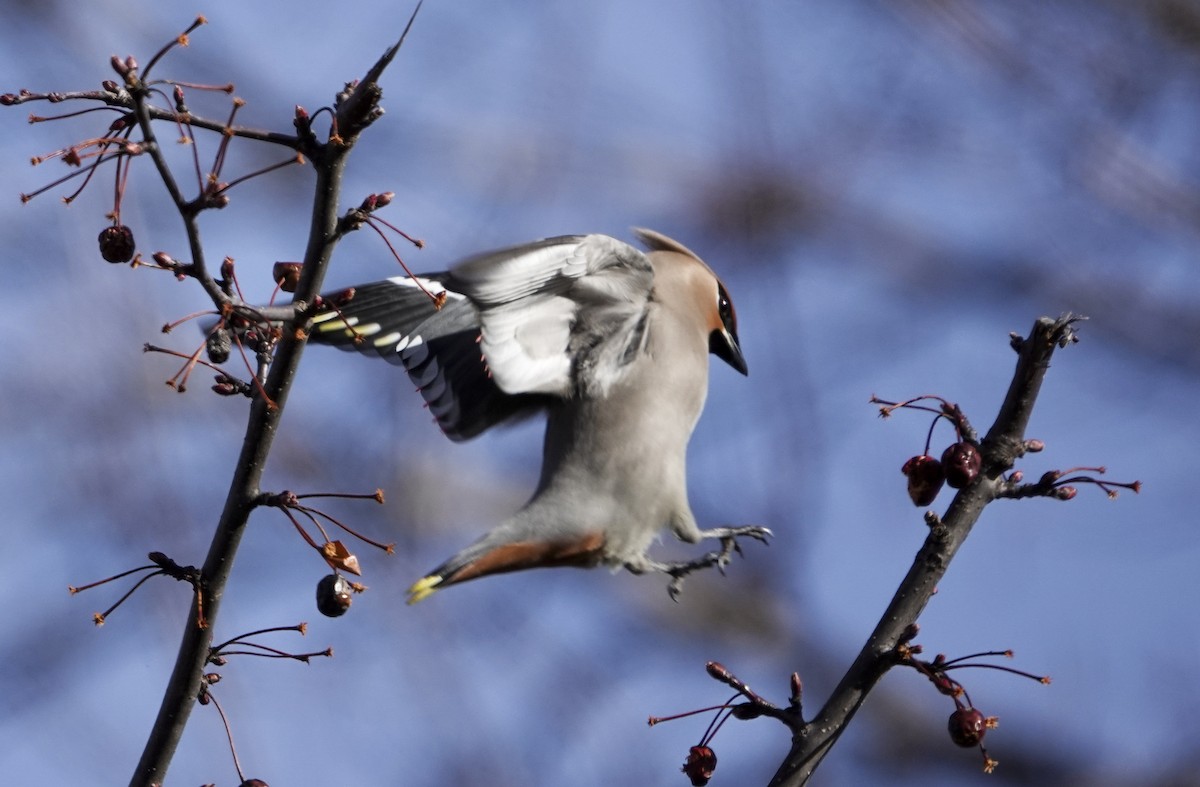 Bohemian Waxwing - ML617450946