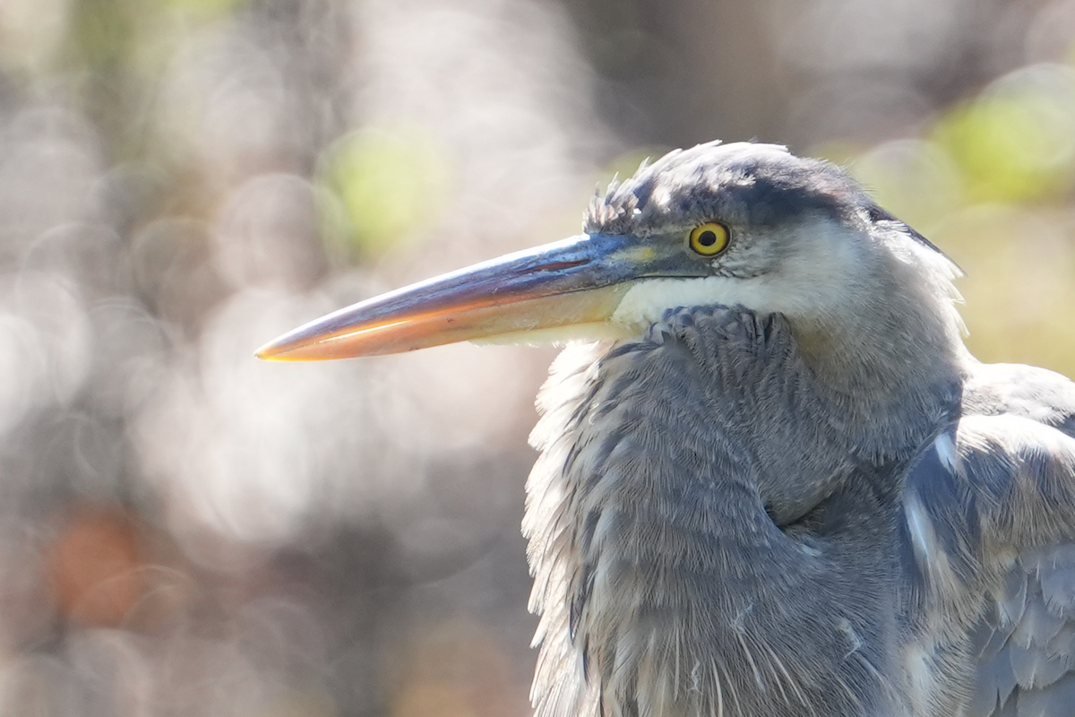 Great Blue Heron - ML617450955