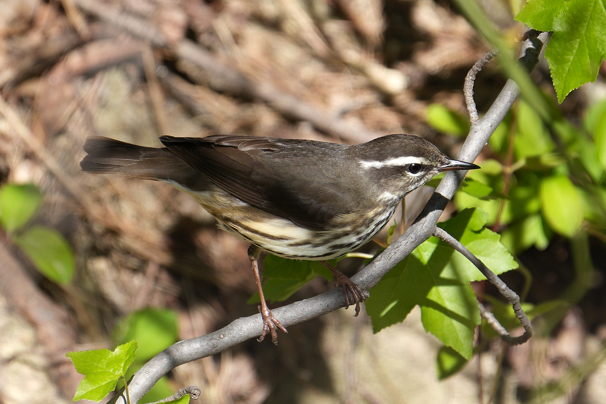 Louisiana Waterthrush - ML617450960