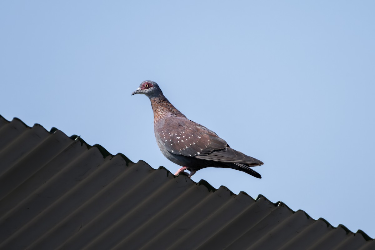 Speckled Pigeon - ML617450972
