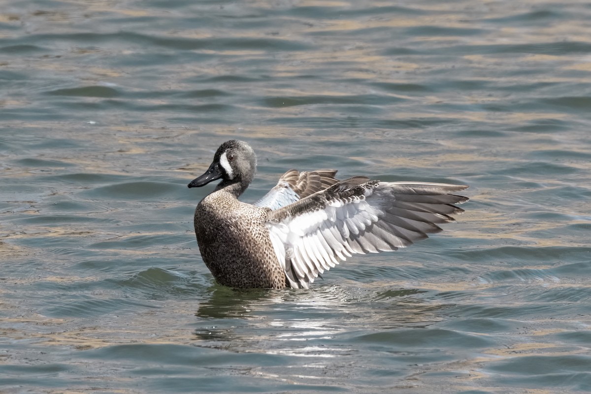 Blue-winged Teal - ML617451001