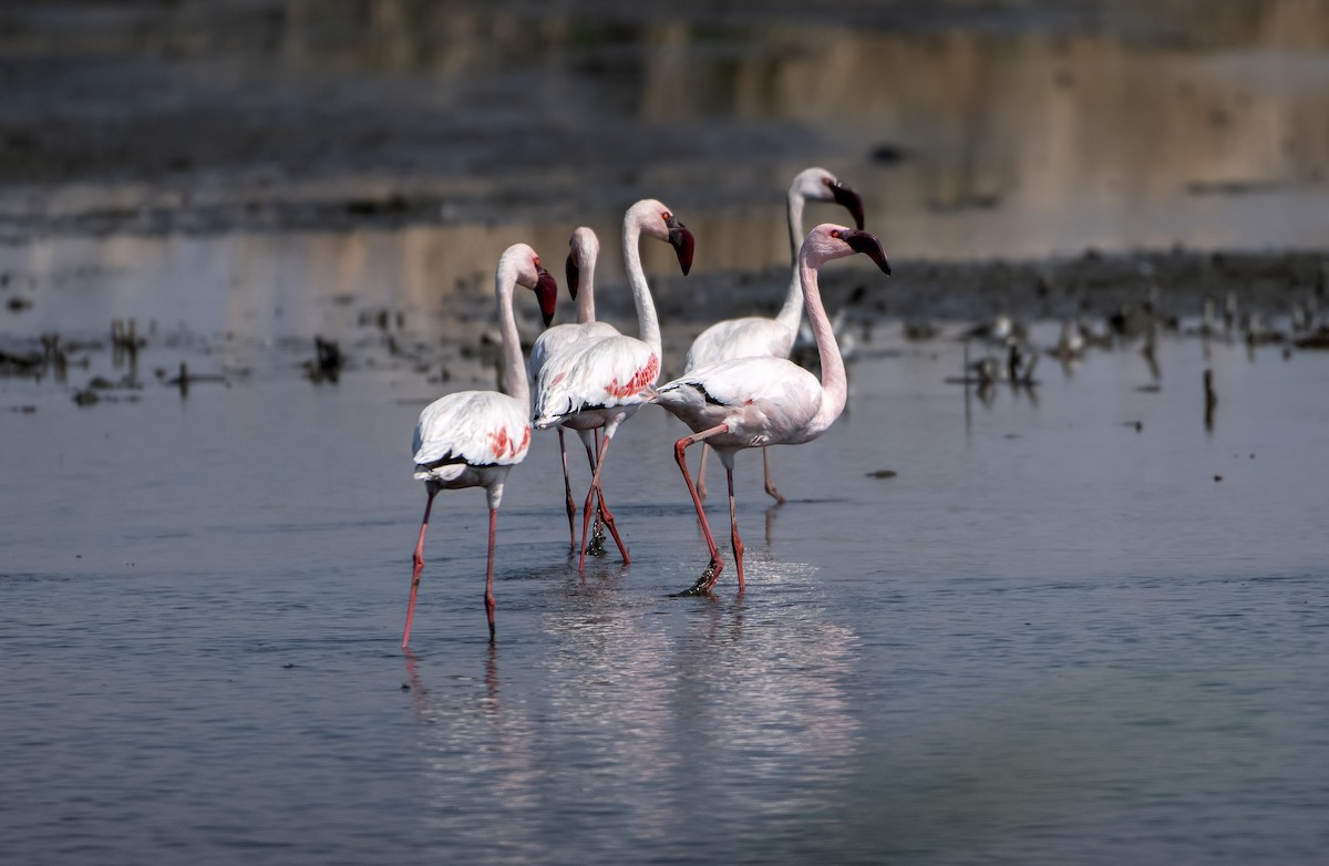 Lesser Flamingo - ML617451006