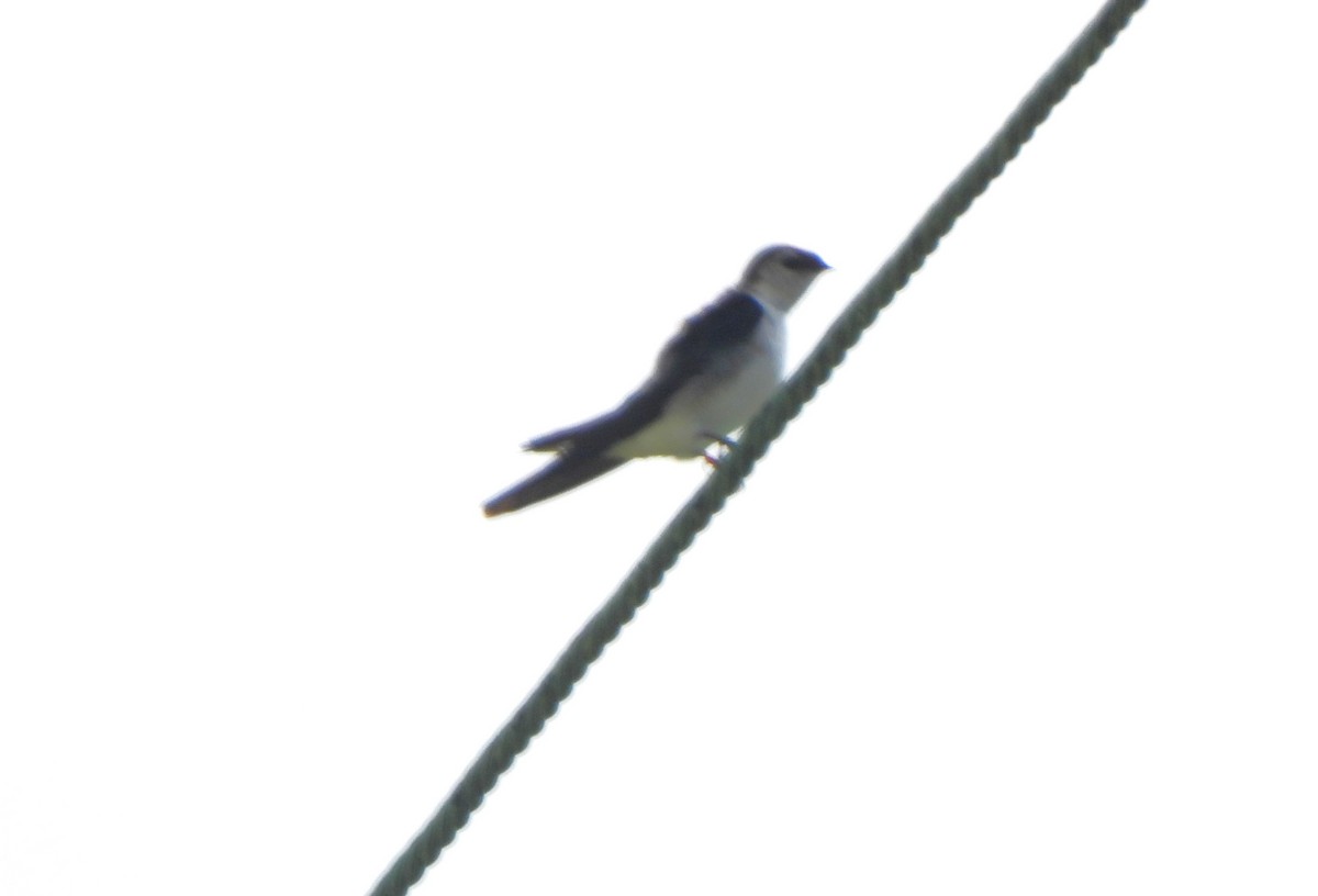 Violet-green Swallow - ML617451007