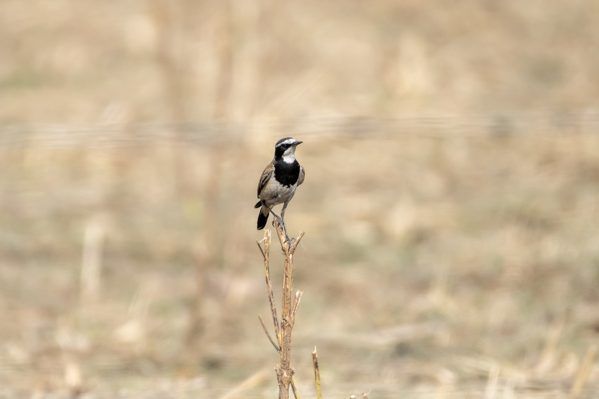 Capped Wheatear - ML617451054