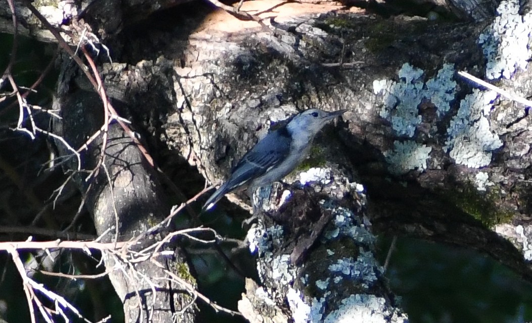 White-breasted Nuthatch - ML617451059