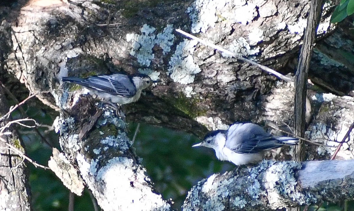 White-breasted Nuthatch - ML617451060