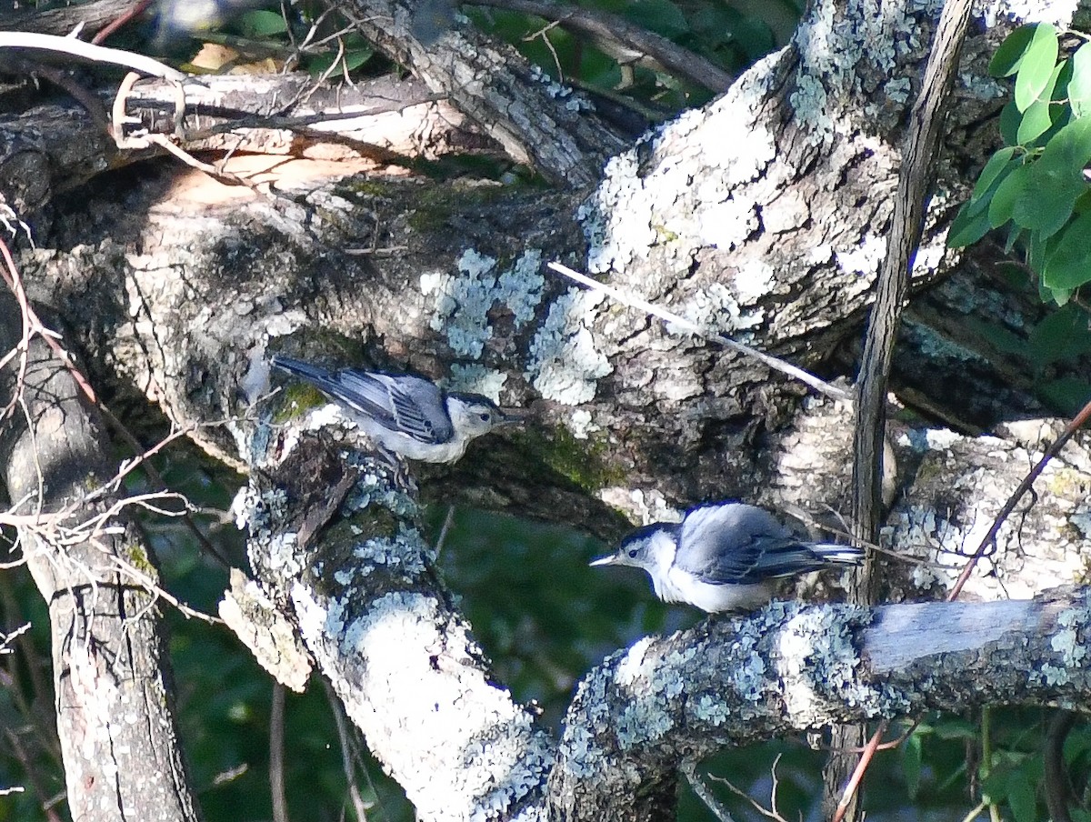 White-breasted Nuthatch - ML617451061