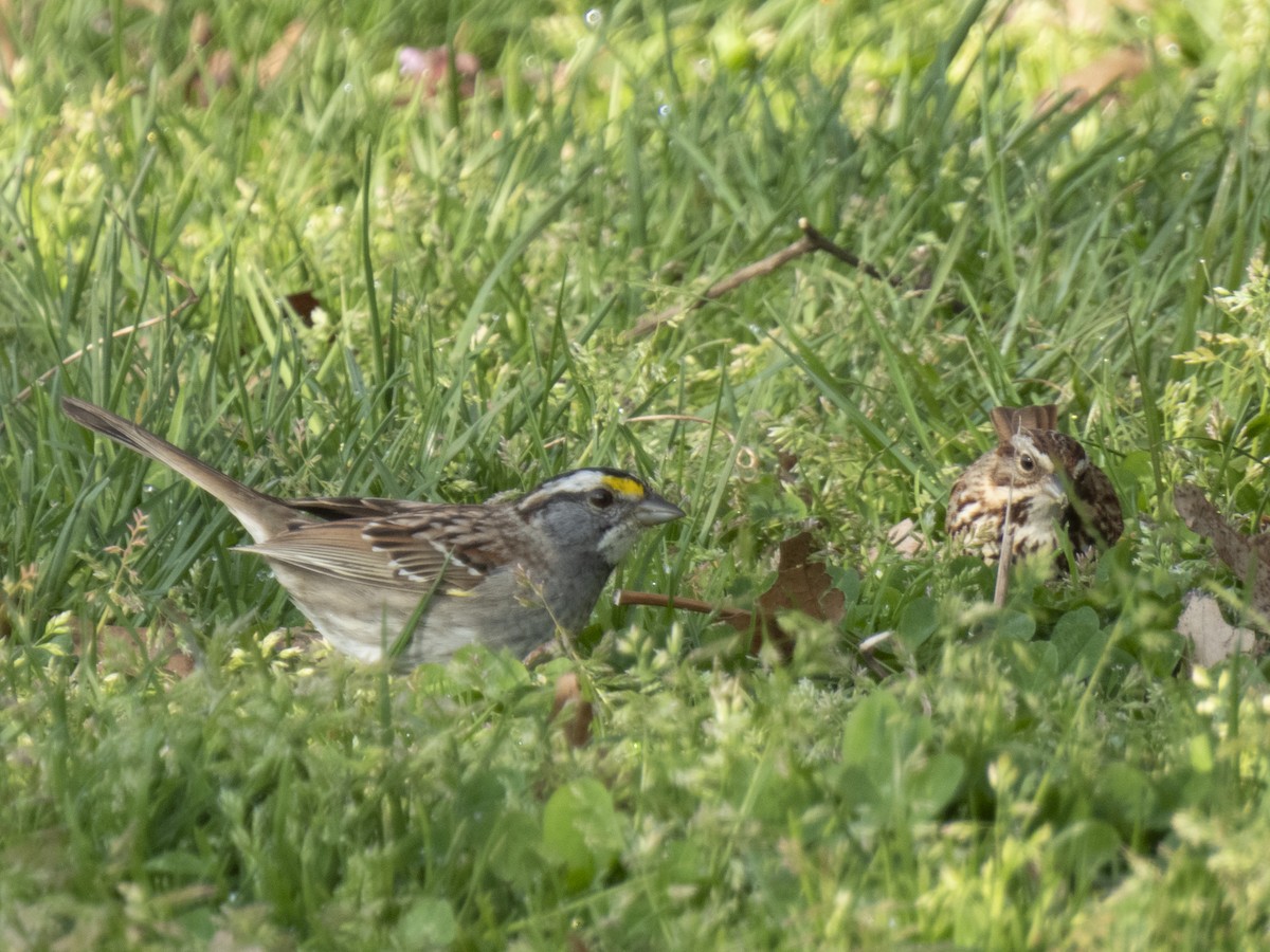 White-throated Sparrow - ML617451077