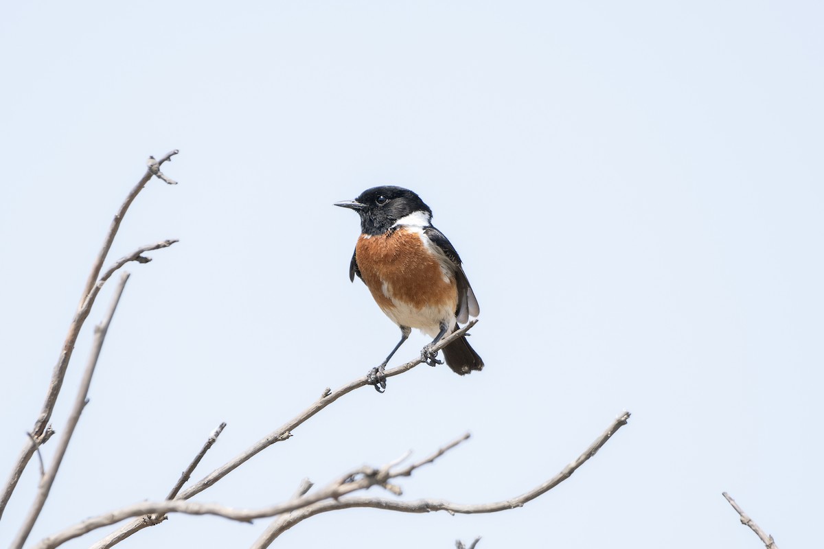 African Stonechat - ML617451079