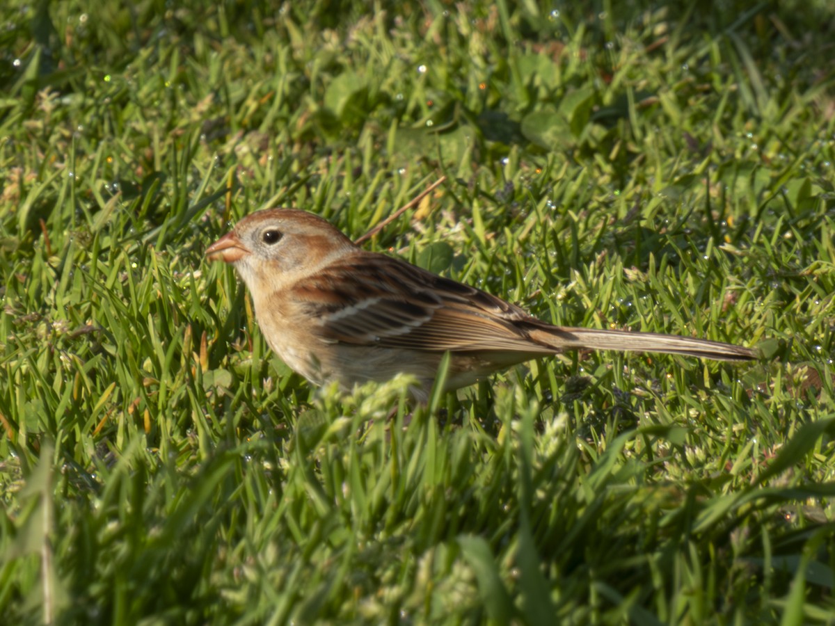 Field Sparrow - ML617451085