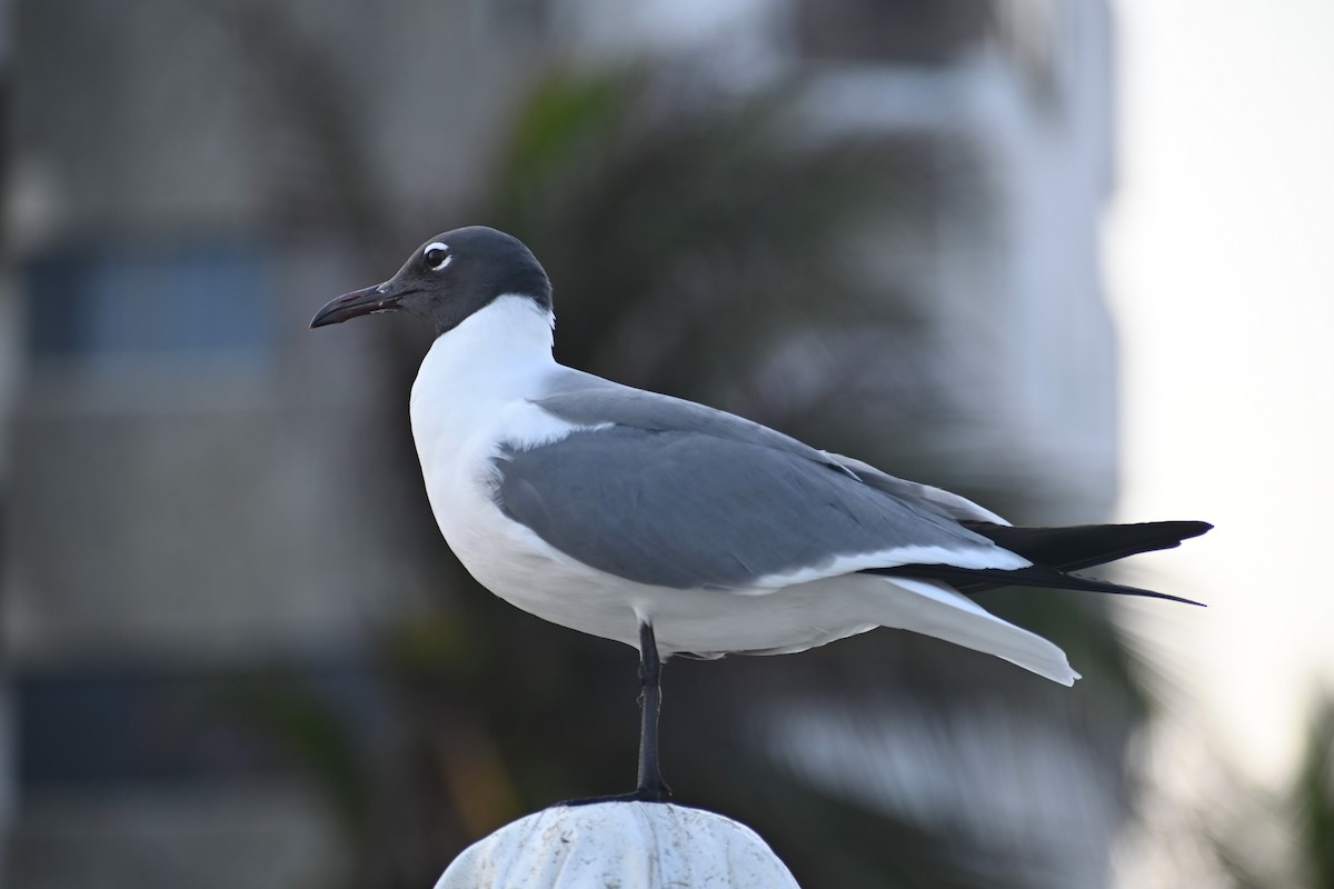 Mouette atricille - ML617451087