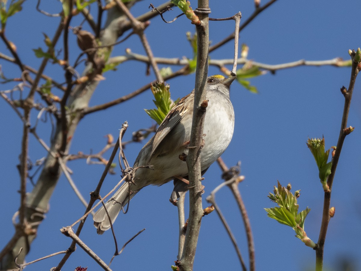 White-throated Sparrow - ML617451098