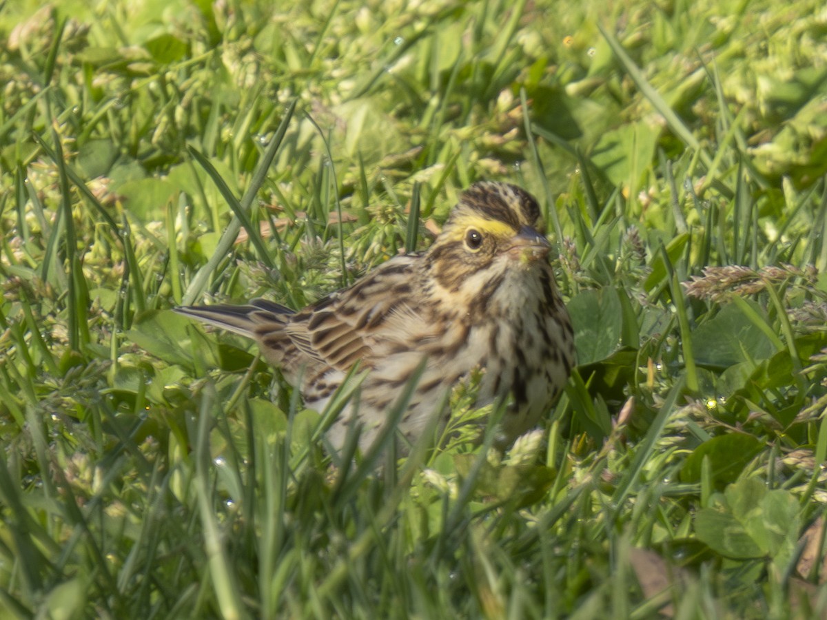 Savannah Sparrow - ML617451107