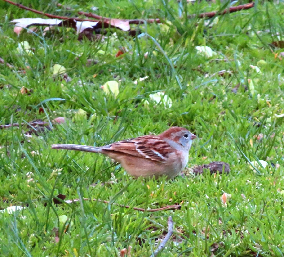 Field Sparrow - ML617451125