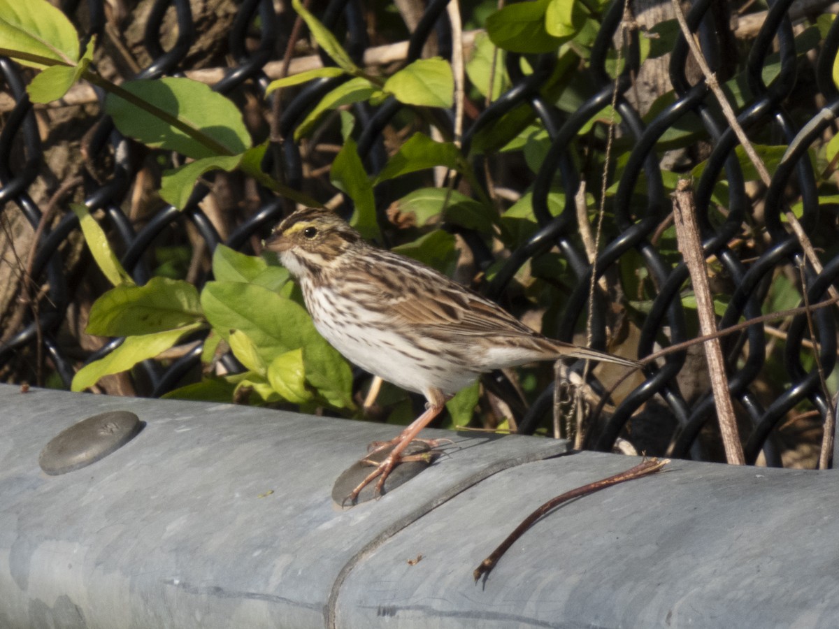 Savannah Sparrow - ML617451149