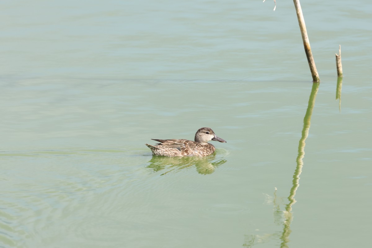 Blue-winged Teal - ML617451180