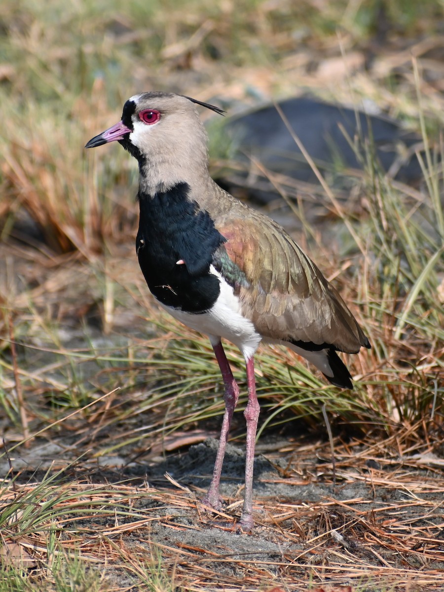 Southern Lapwing - ML617451197