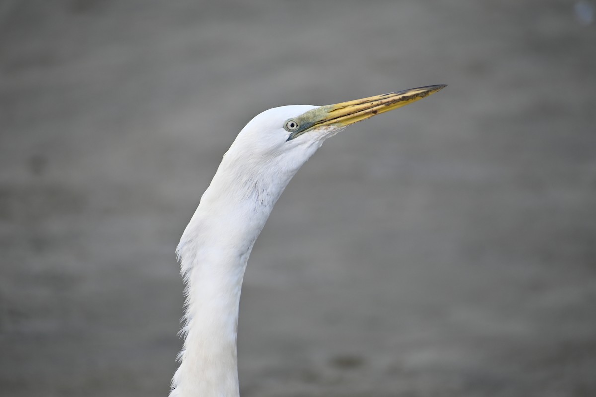 Great Egret - ML617451213