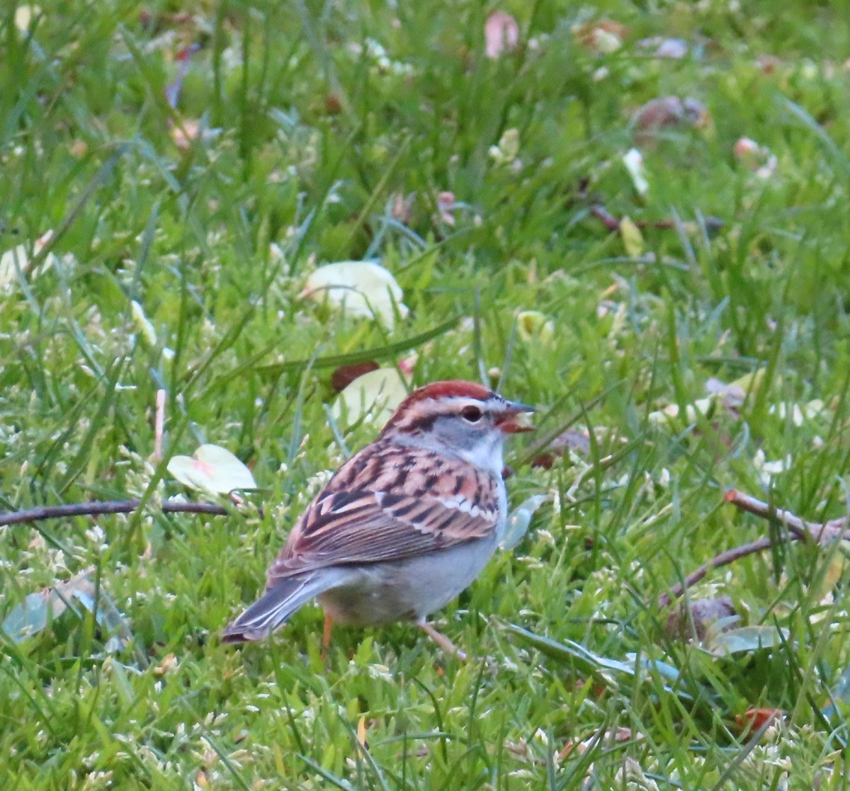 Chipping Sparrow - ML617451214