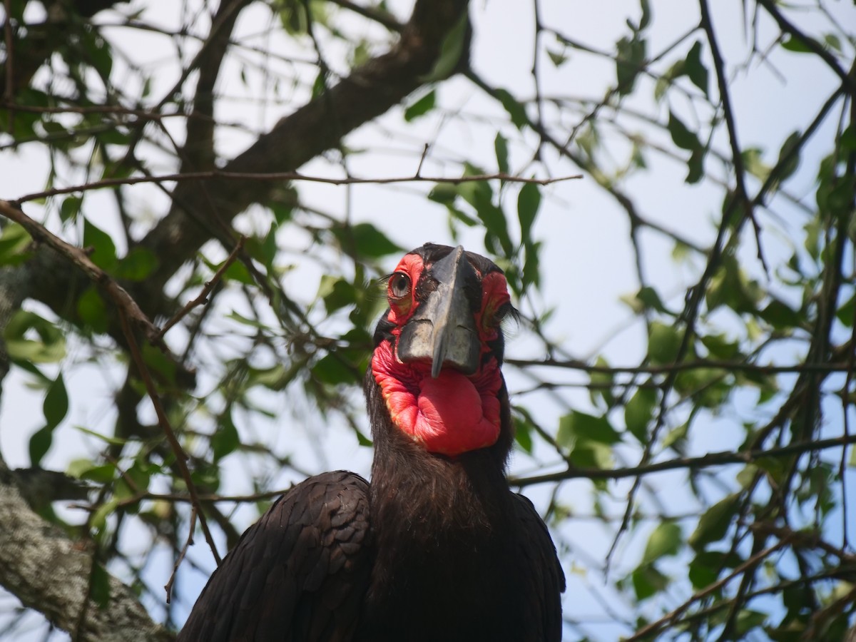 Southern Ground-Hornbill - ML617451237