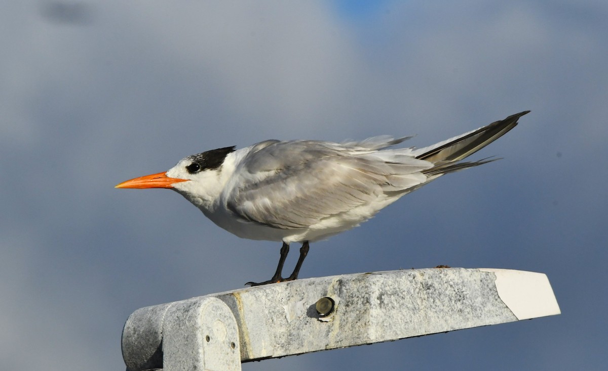 Royal Tern - John Dreves